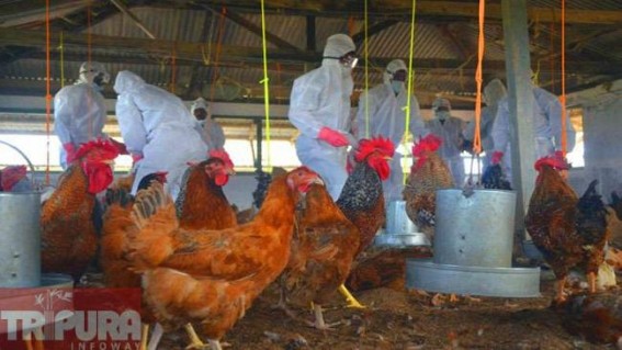 Avian influenza seemed to spread among the aviators: unnatural death of birds continued 